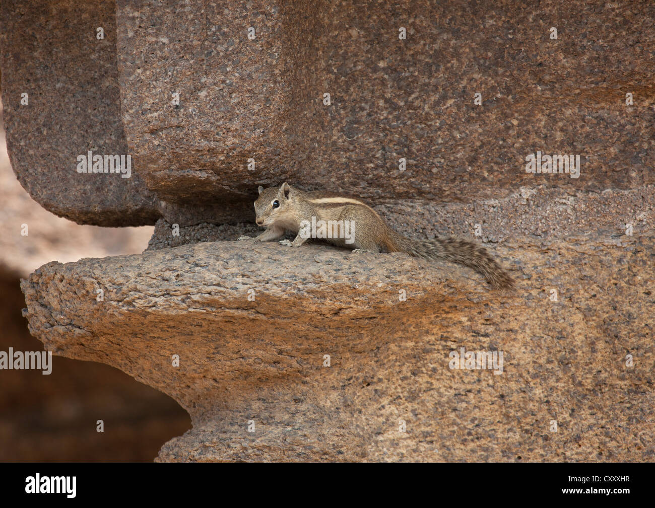 Squirrel Hidden On The Rocks Cut At The Shore Temple, Mahabalipuram, India Stock Photo Alamy