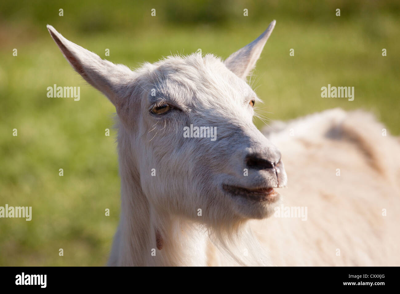 Domestic goat (Capra aegagrus hircus), Limburg an der Lahn, Hesse Stock Photo