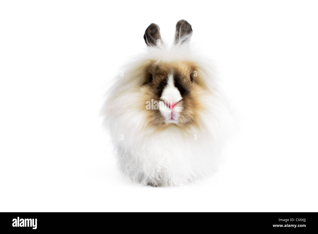 Angora lion head rabbit (Oryctologus cuniculus) isolated on white background. Stock Photo