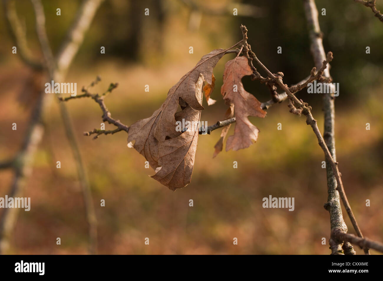 Oak leaves in winter woodland setting, Turkey Oak (Quercus cerris) Stock Photo
