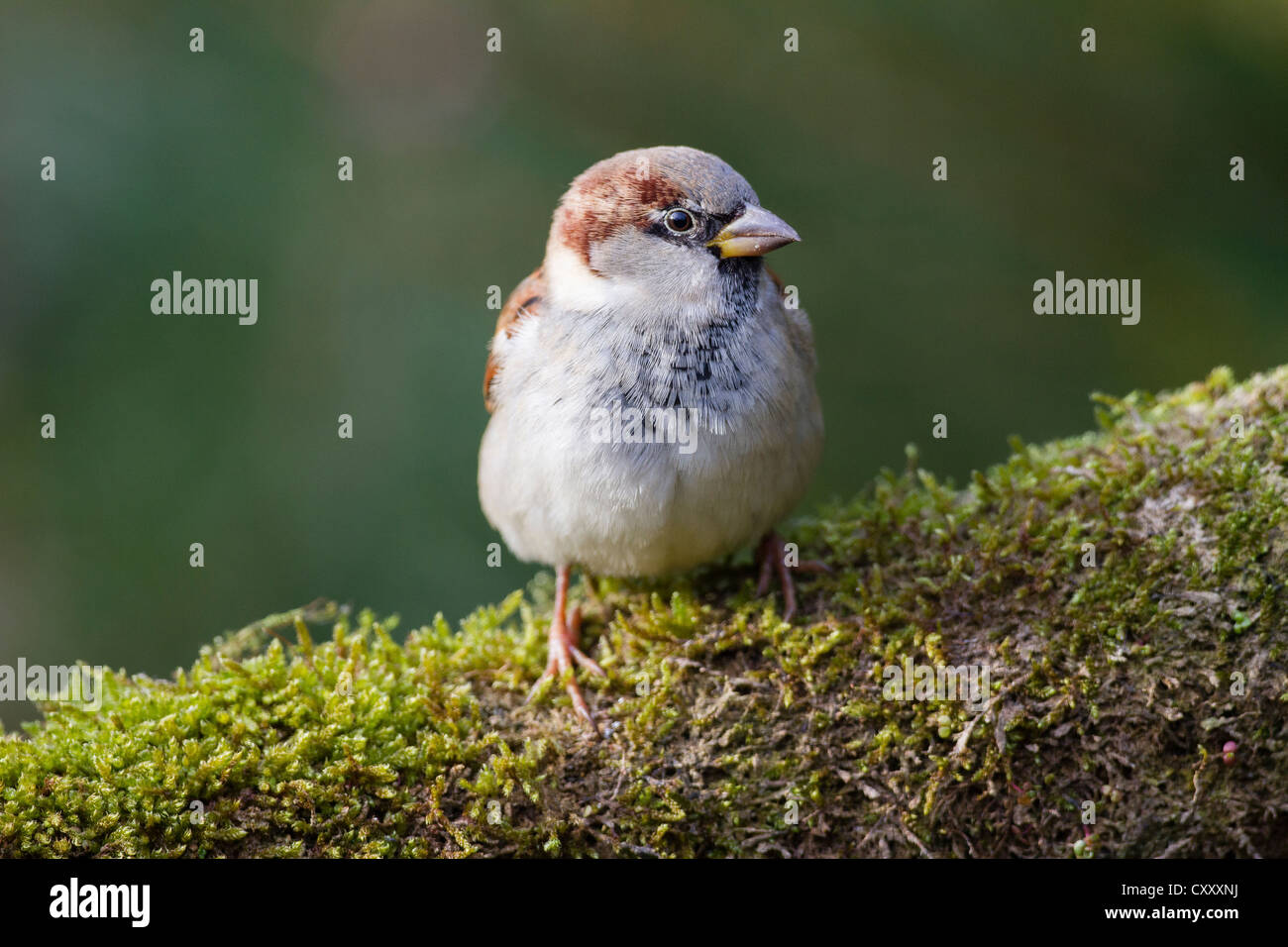 House Sparrow (Passer domesticus), Limburg an der Lahn, Hesse Stock Photo
