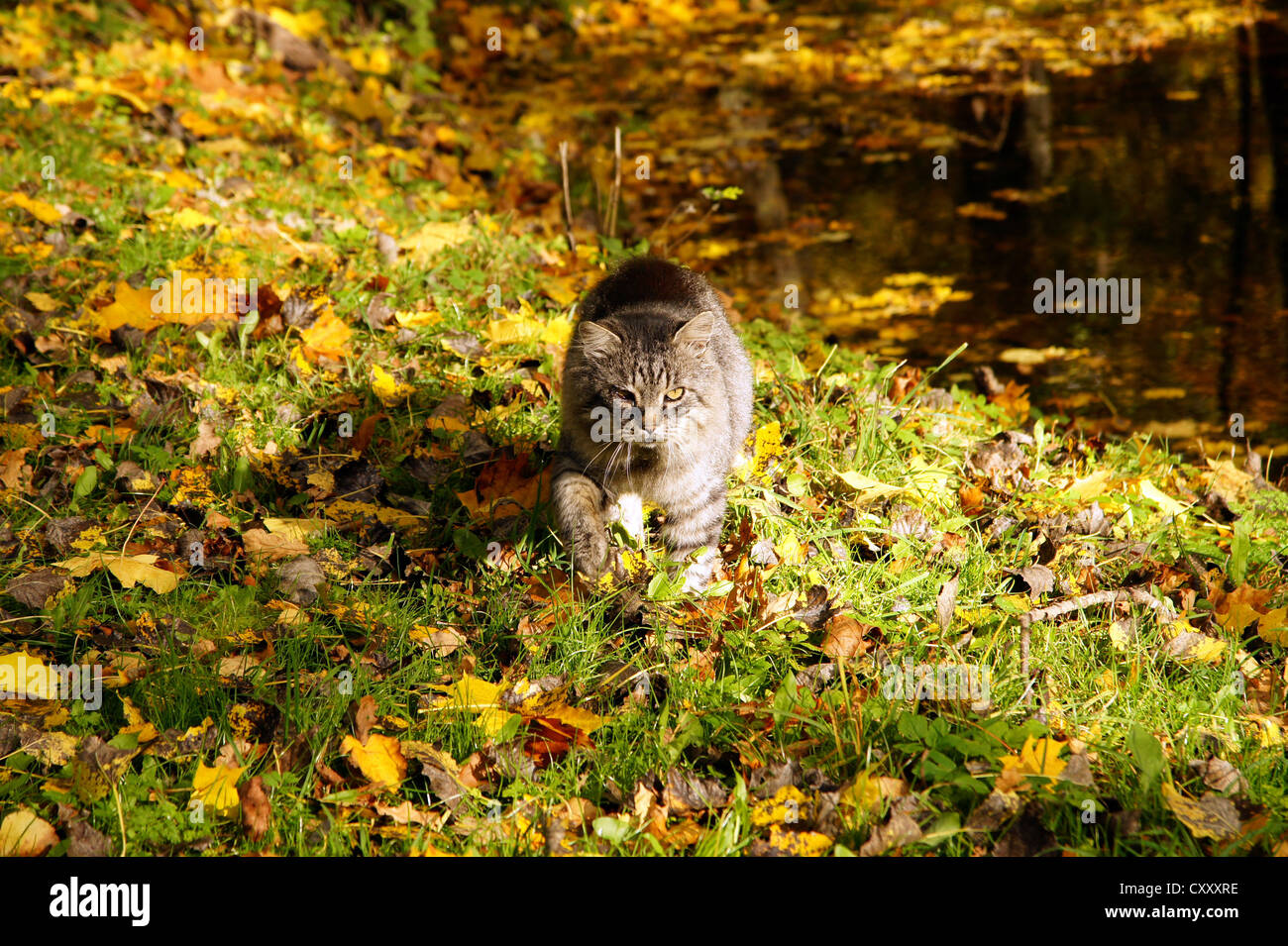The grey cat goes on fallen down yellow leaves Stock Photo