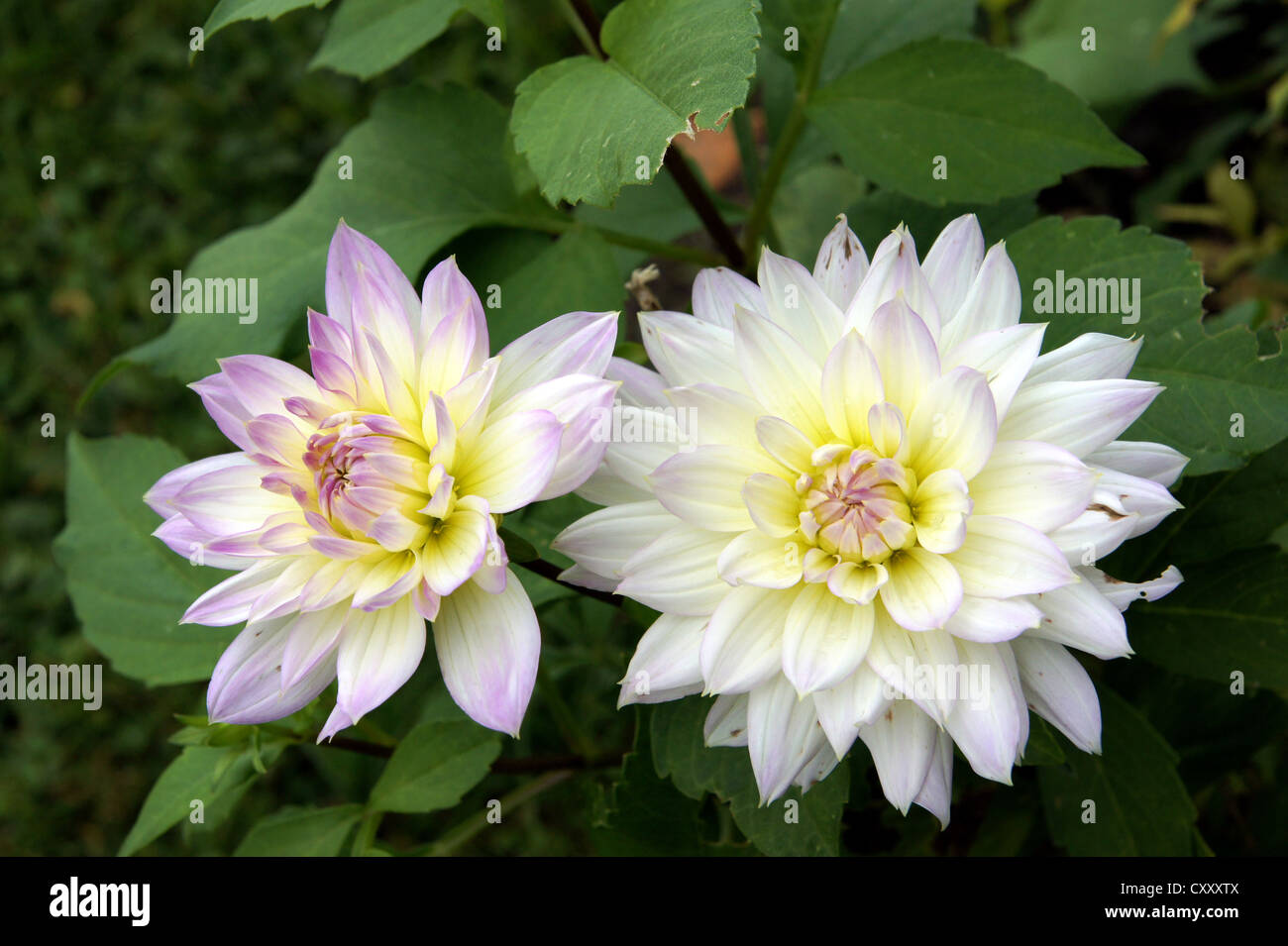 Two white dahlias on a background of green leaves Stock Photo
