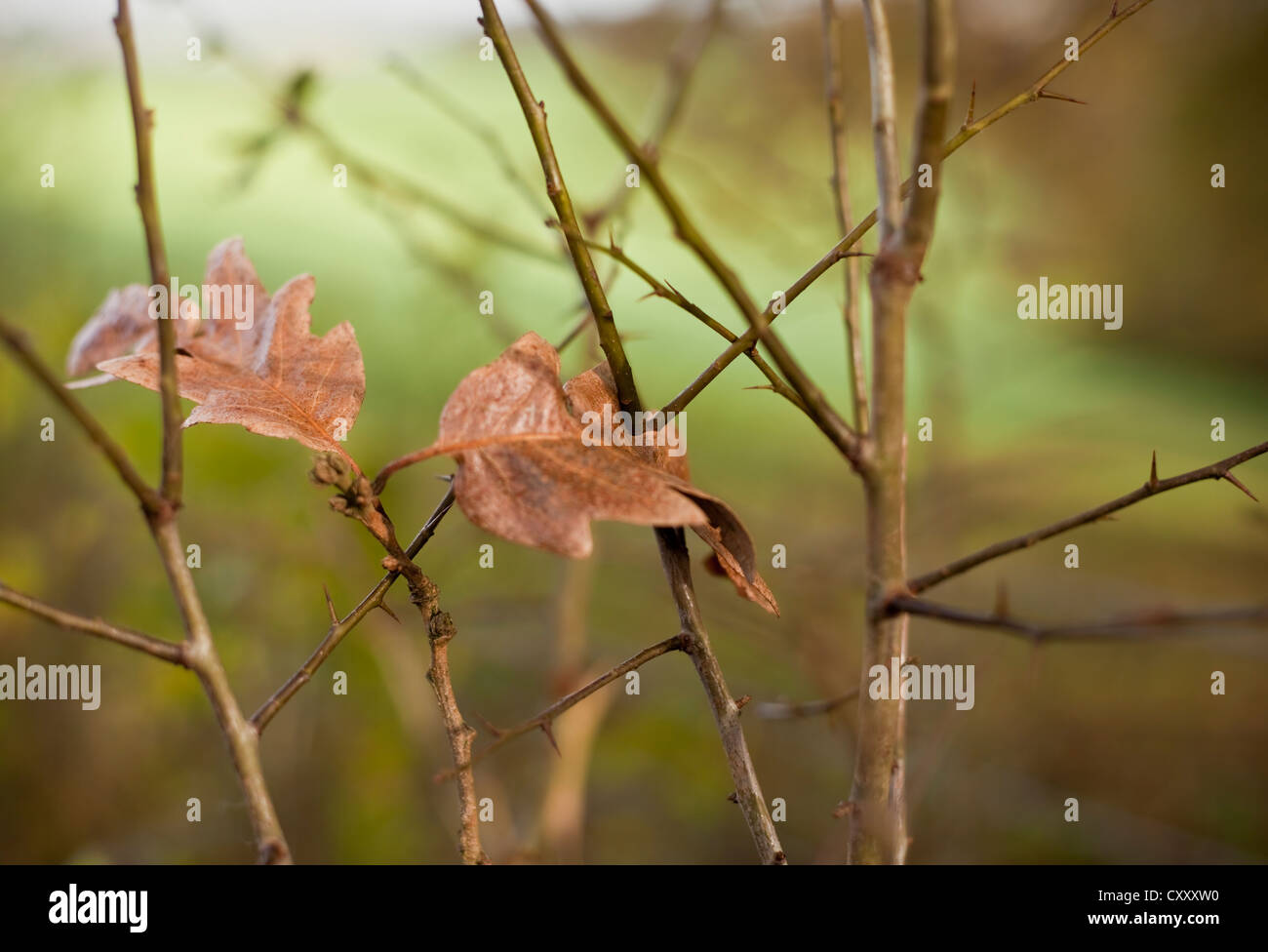 Winter leaves, Turkey Oak (Quercus cerris), November Stock Photo