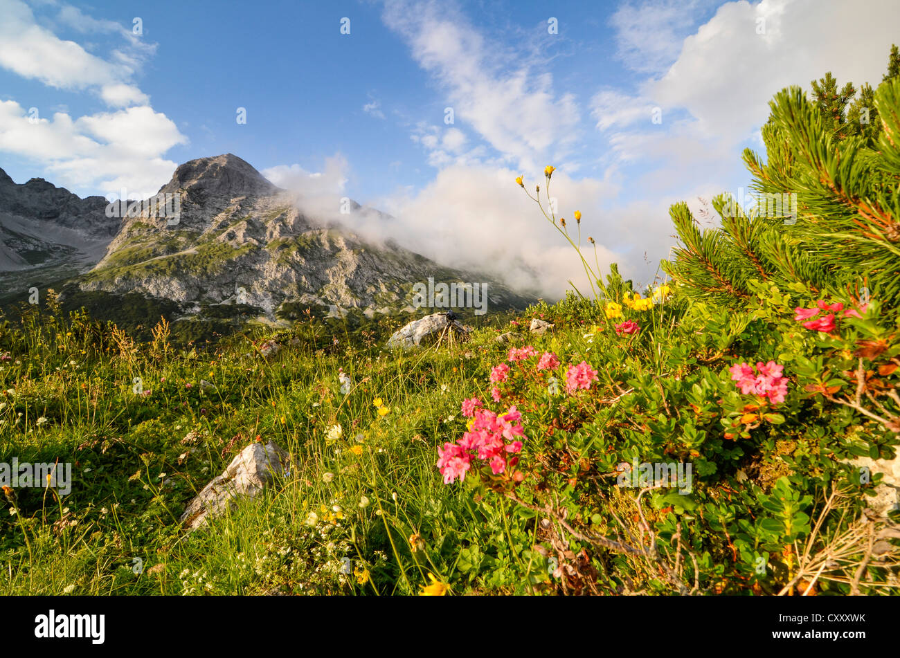 Hairy Alpenrose (Rhododendron hirsutum), Karwendel mountains, Tyrol, Austria, Europe Stock Photo