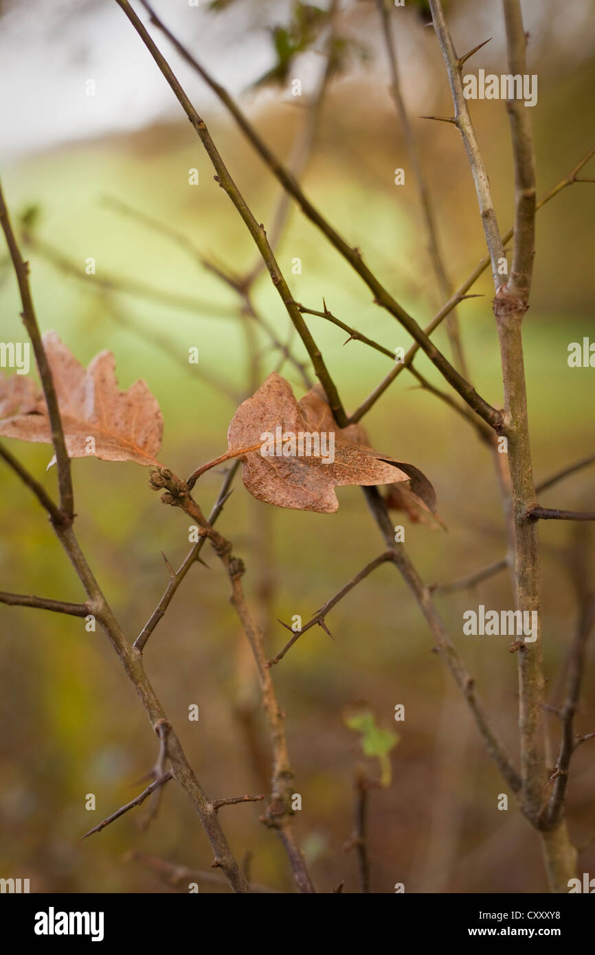 Winter leaves, Turkey Oak (Quercus cerris), November Stock Photo