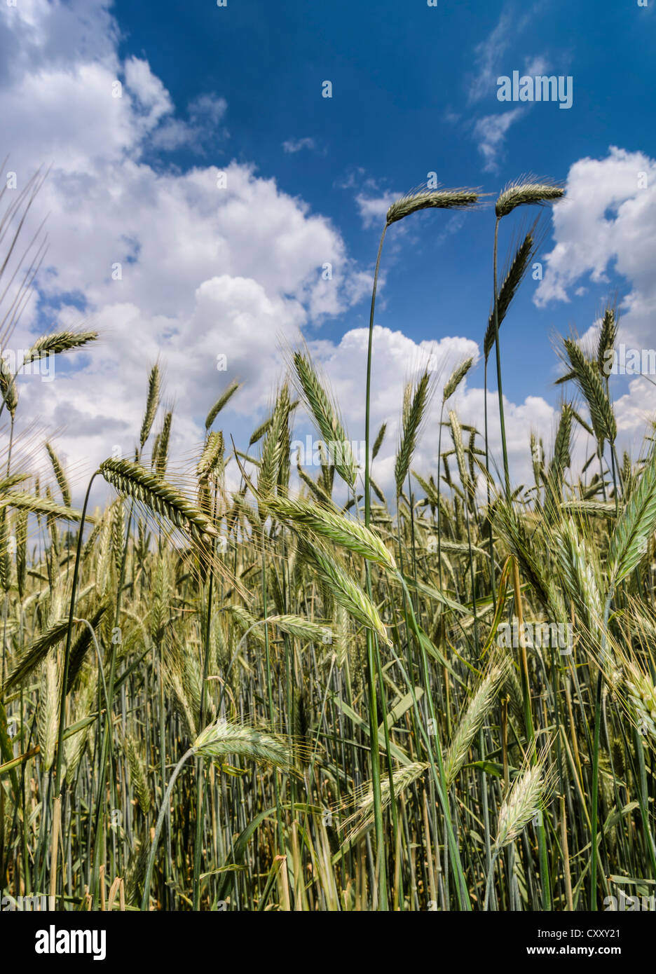 Green ears of Rye (Secale cereale), rye field against a blue sky with
