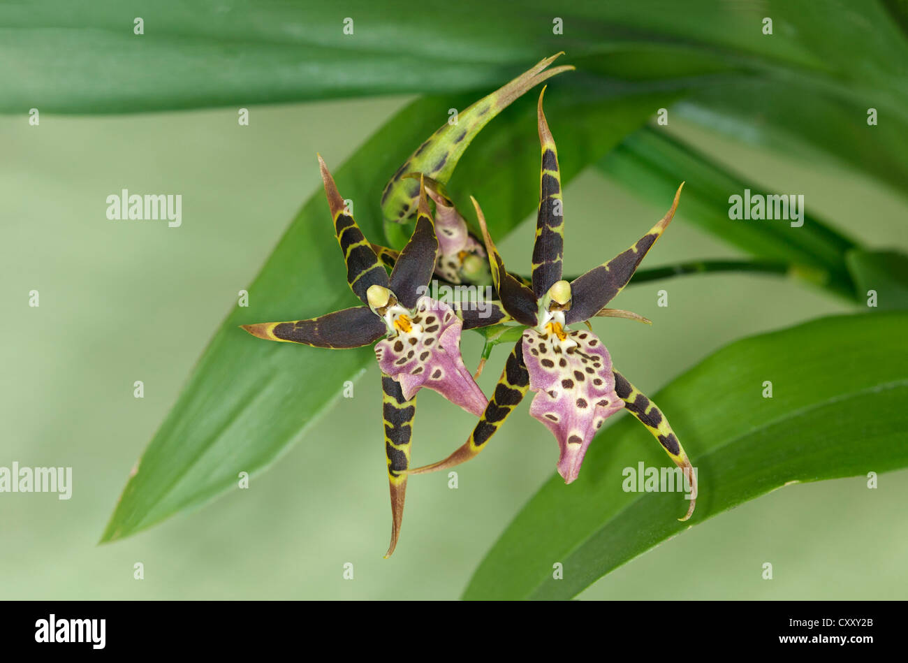 Flower of tropical orchid Spotted Brassia (Brassia maculata) Stock Photo
