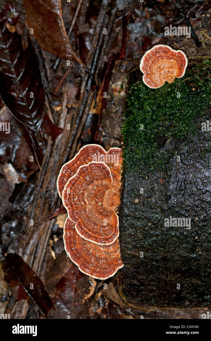 Tree mushroom of genus Hymenochaete, Tiputini rain forest, Yasuni National Park, Ecuador, South Ameria Stock Photo