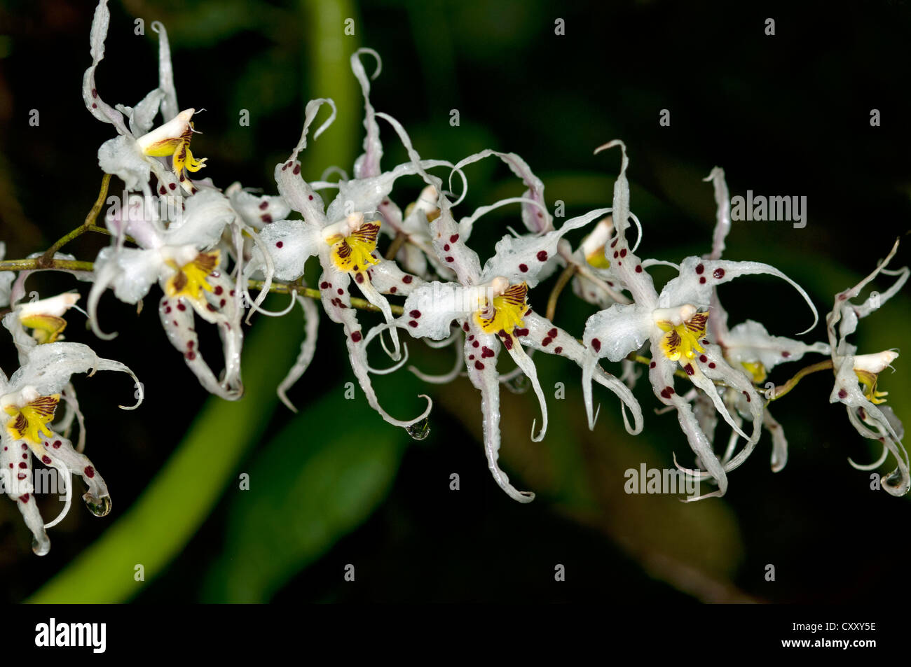 Wild Orchid flower (Odontoglossum sp.), Tandayapa region, Andean cloud forest, Ecuador, South America Stock Photo