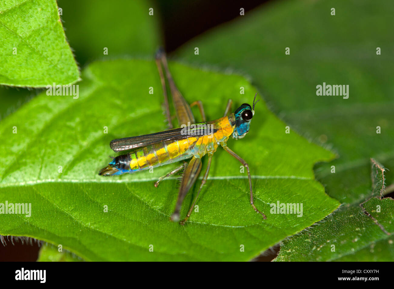 Colorful grasshopper (Eumastax vittata napoana), Tiputini rainforest, Yasuni National Park, Ecuador, South America Stock Photo