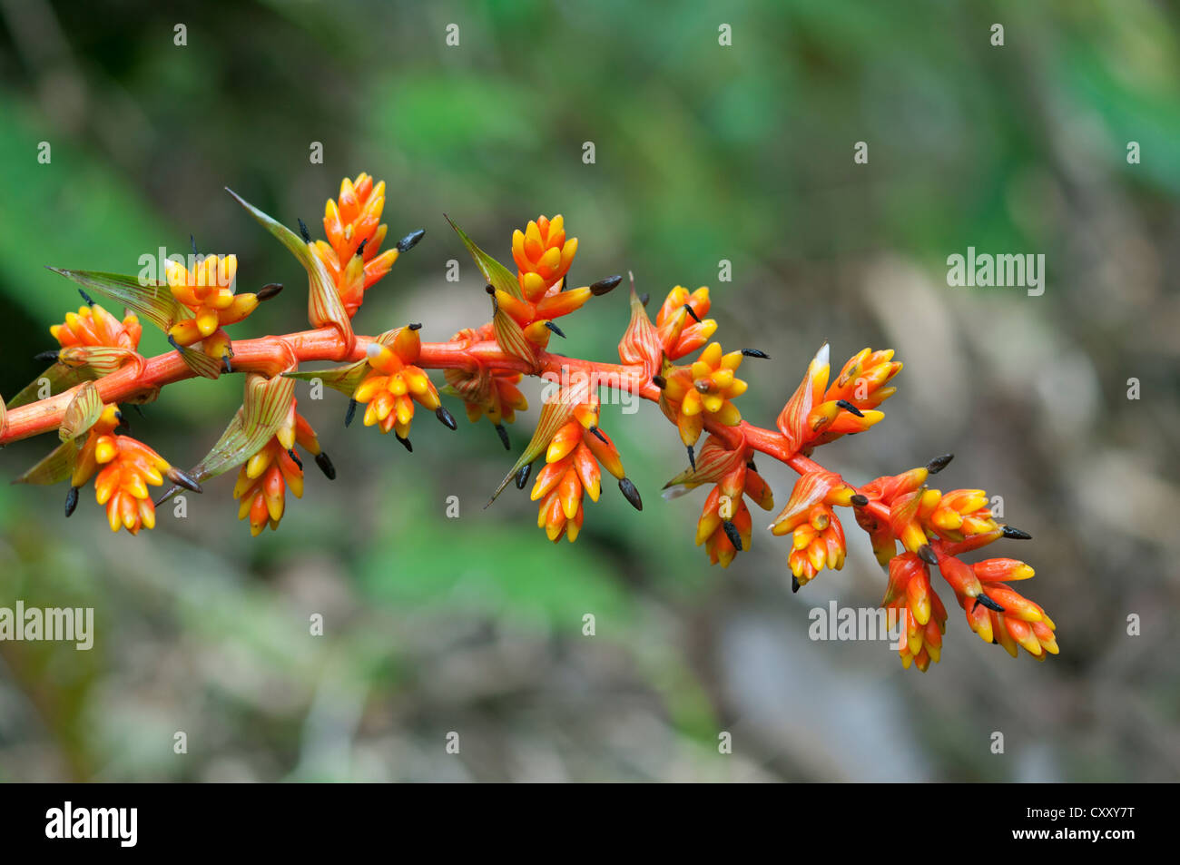 Guzmania rubrolutea (Bromeliad family), blossom, in habitat, Tandayapa region, Andean cloud forest, Ecuador, South America Stock Photo