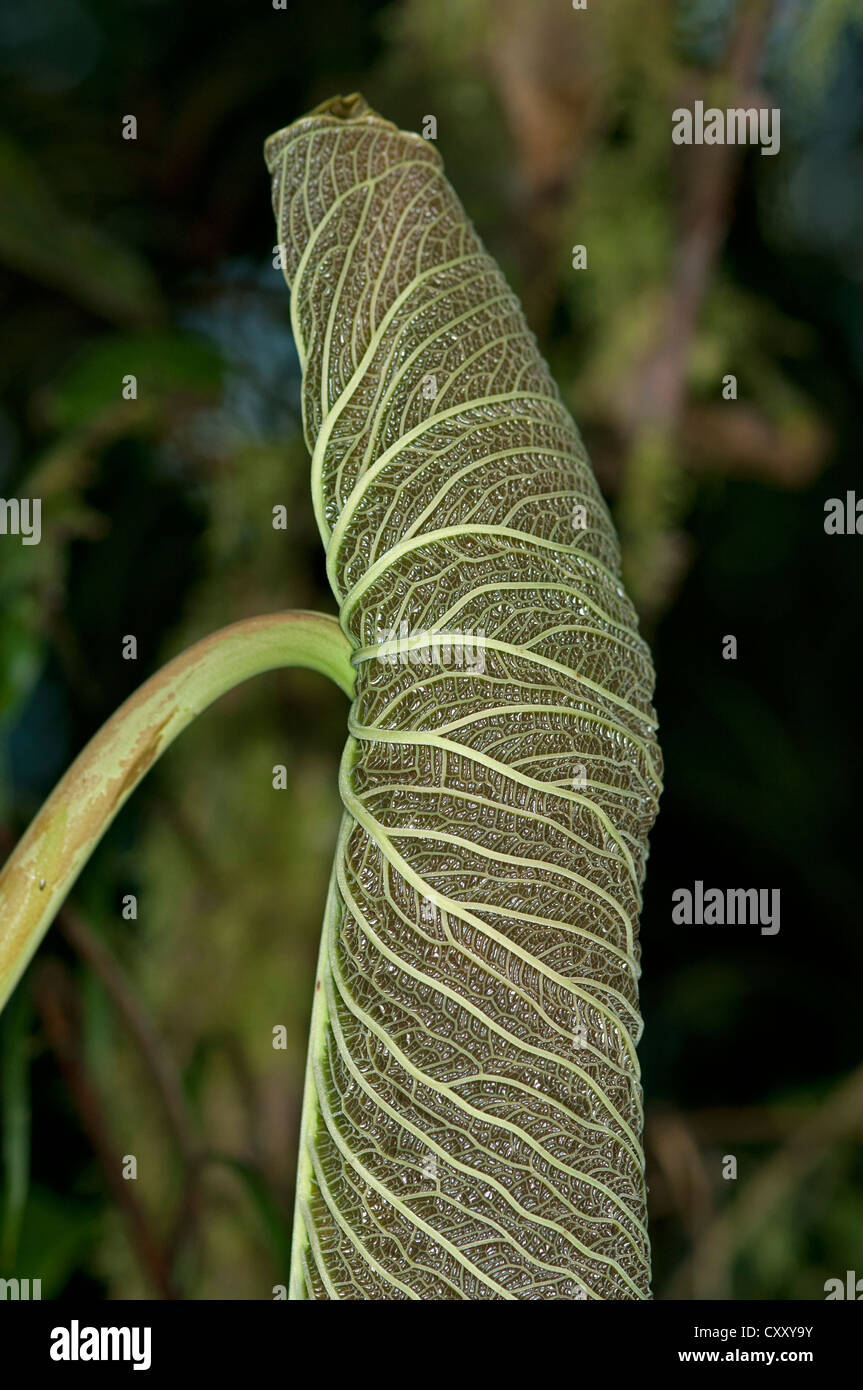 Unfurling leaf of an anthurium (Anthurium sp.), Tandayapa region, Andean cloud forest, Ecuador, South America Stock Photo