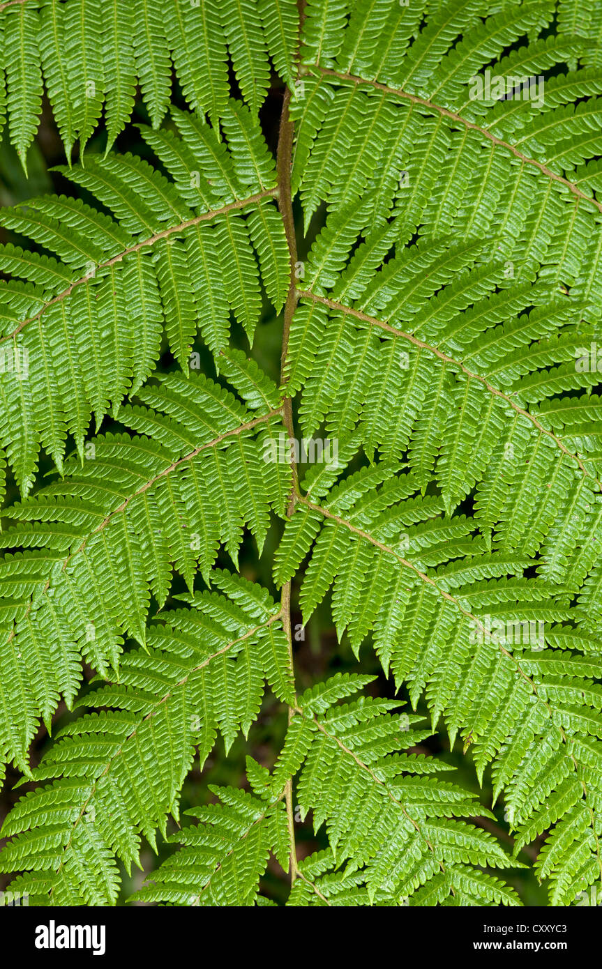 Symmetry of a frond, Tandayapa region, Andean cloud forest, Ecuador, South America Stock Photo