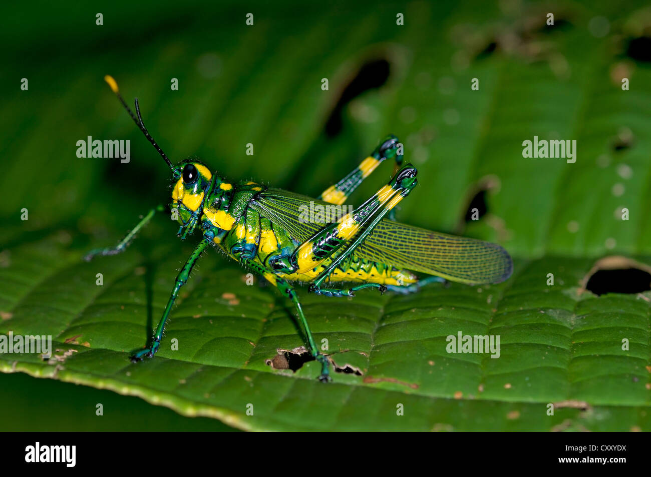 Short-horned grasshopper (Chromacris sp.), Tiputini rain forest, Yasuni National Park, Ecuador, South America Stock Photo
