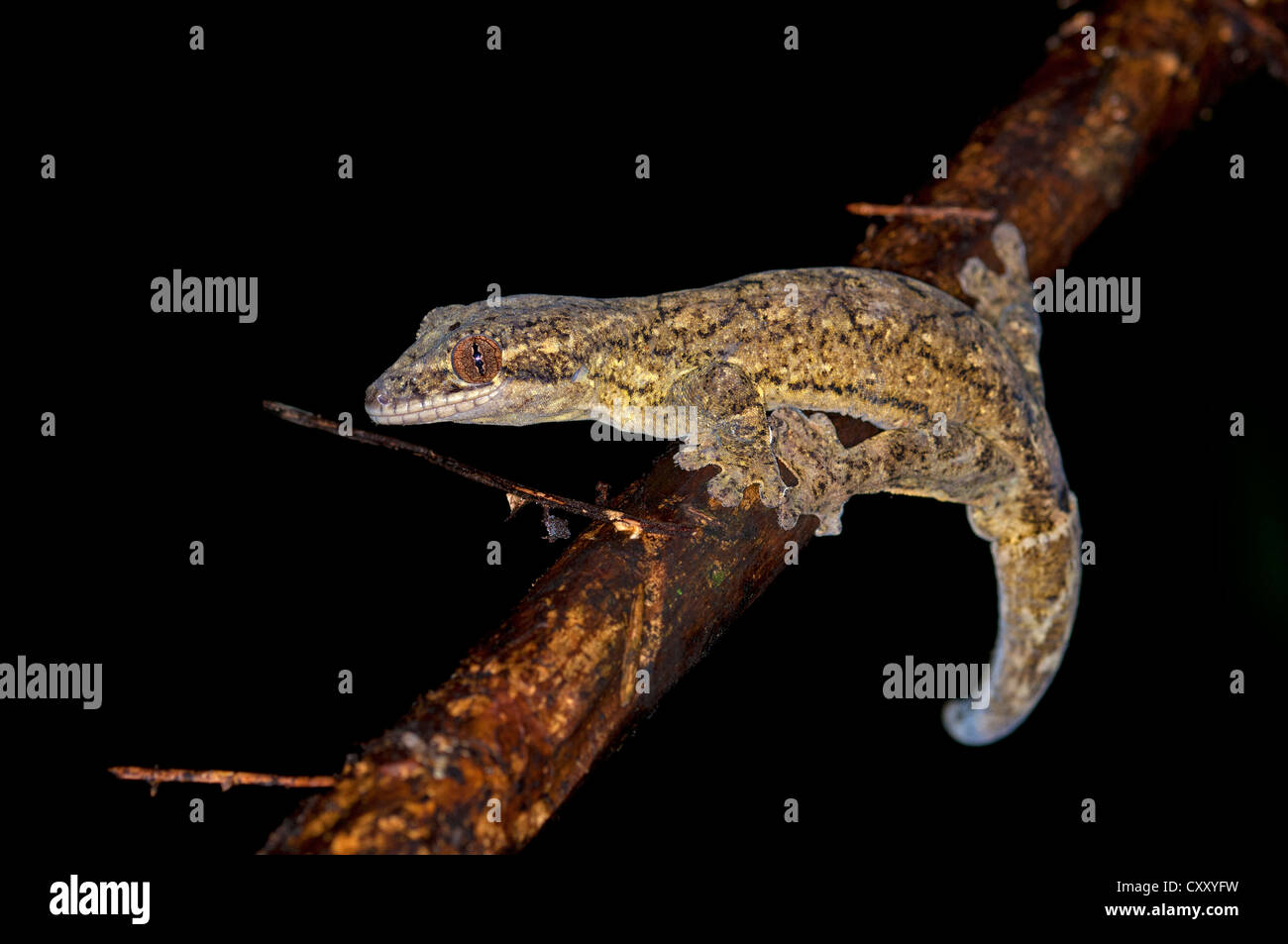Turnip-tailed Gecko (Thecadactylus rapicaudus), Tiputini rainforest