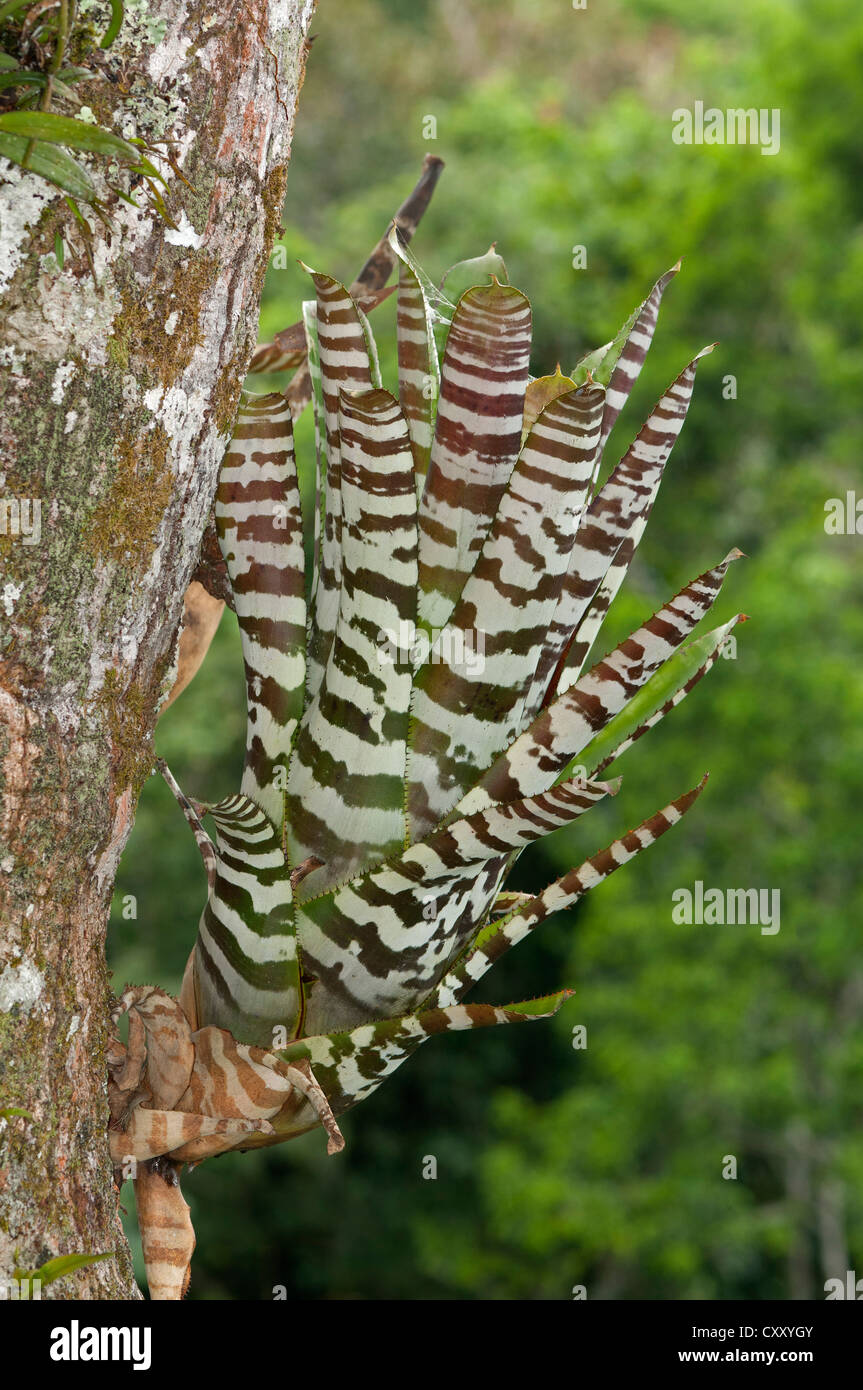 Bromeliad (Aechmea zebrina), native to Ecuador, Tiputini rain forest, Yasuni National Park, Ecuador, South America Stock Photo