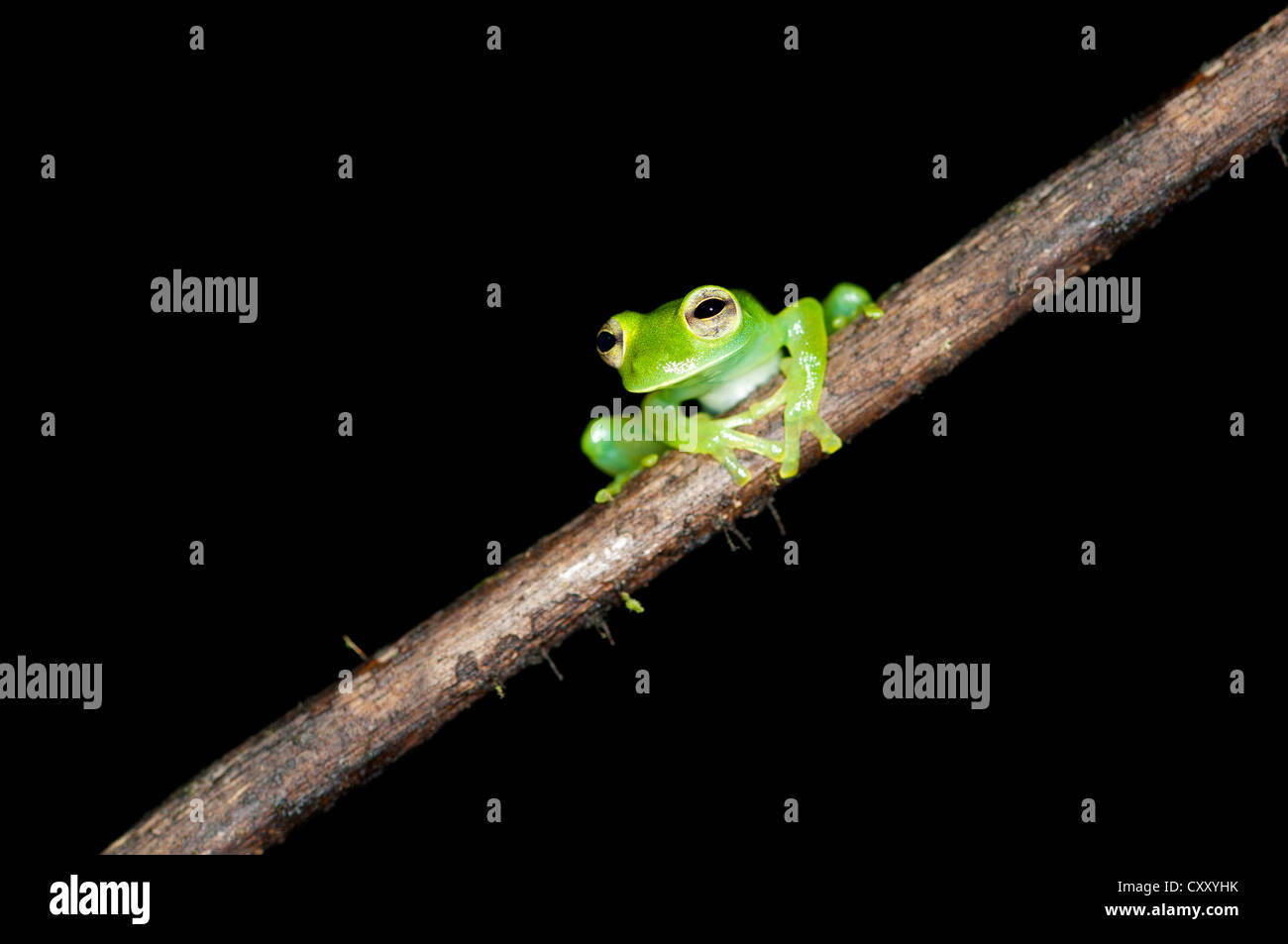Glas frog (Cochranella midas), sitting on a branch, Tiputini rain forest, Yasuni National Park, Ecuador, South America Stock Photo