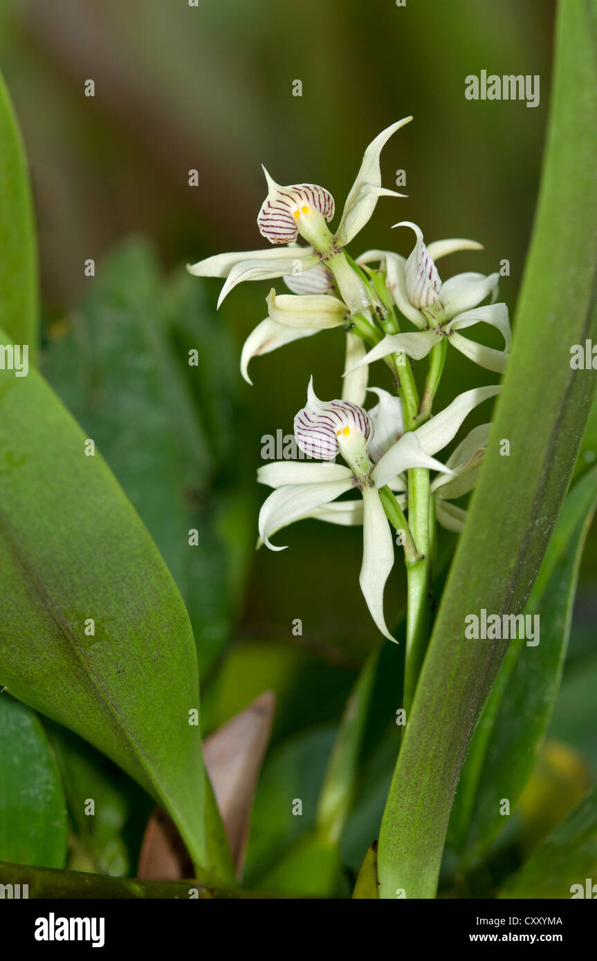 Tropical Clamshell Orchid (Epidendrum cochleatum) with shell-shaped lip, in habitat, Tiputini rainforest, Yasuni National Park Stock Photo