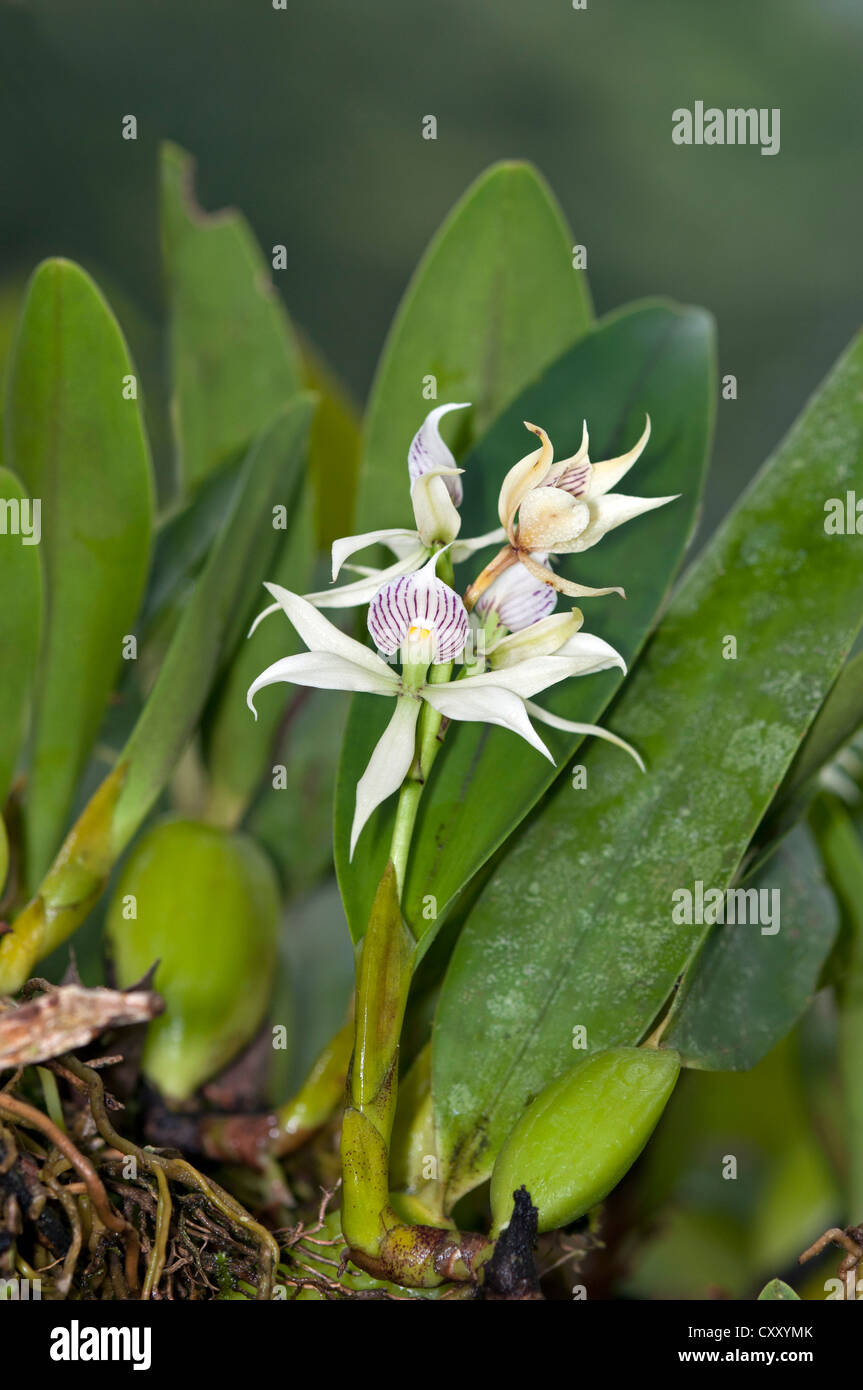 Tropical Clamshell Orchid (Epidendrum cochleatum) with shell-shaped lip, in habitat, Tiputini rainforest, Yasuni National Park Stock Photo