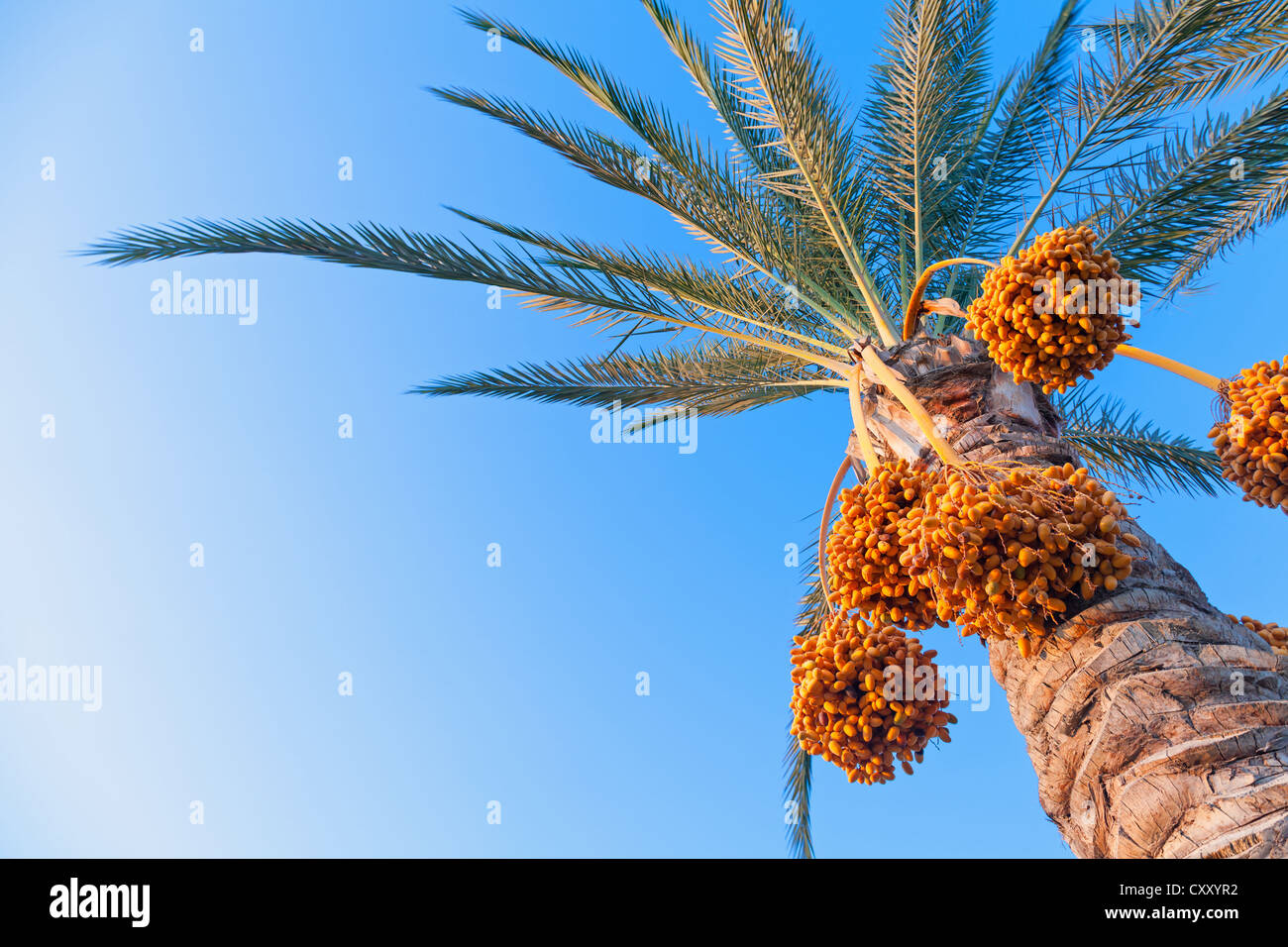 Date-palm tree above bright clear blue sky Stock Photo