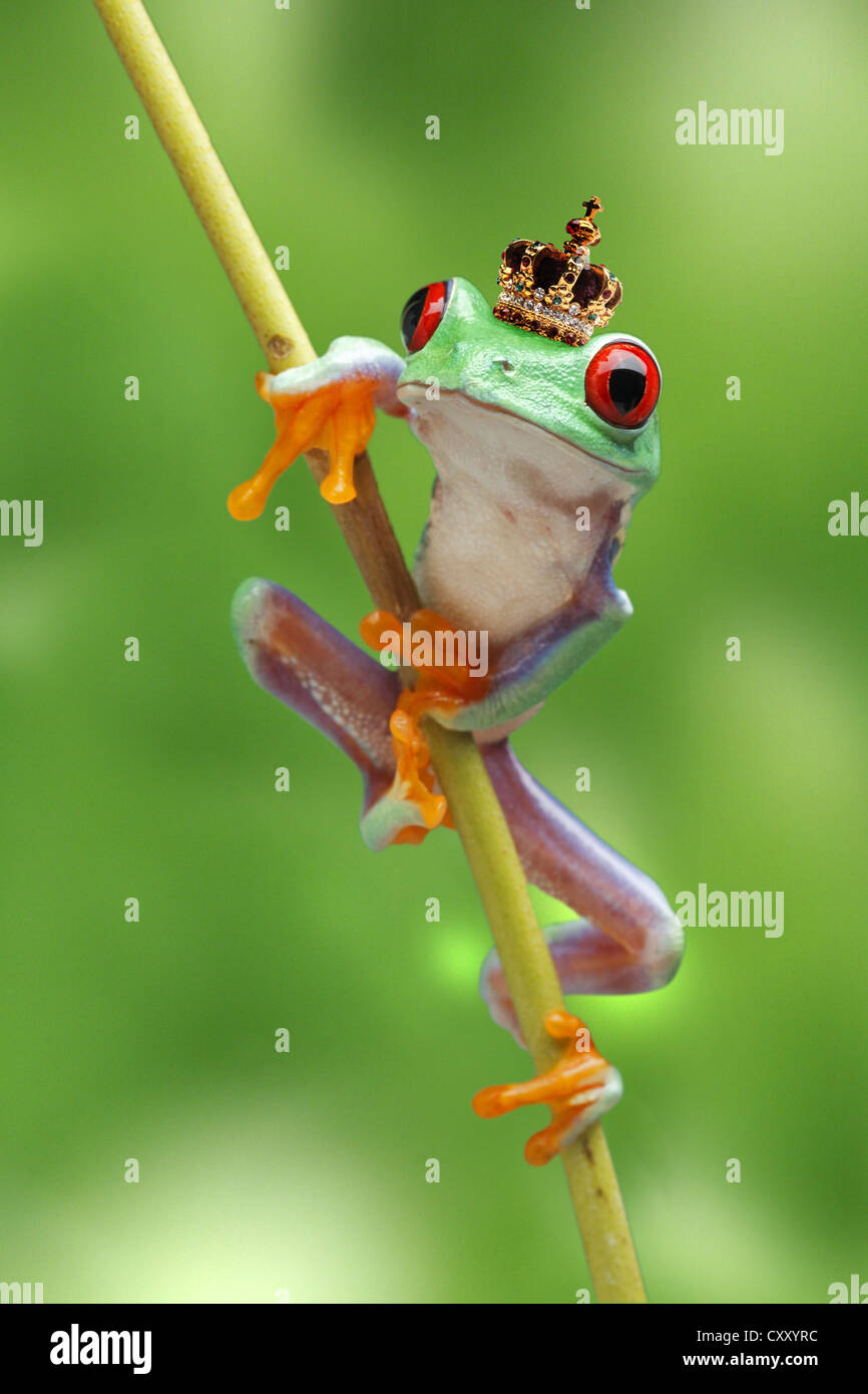 Frog wearing a crown, red-eye treefrog (Agalychnis callidryas), climbing on a branch Stock Photo
