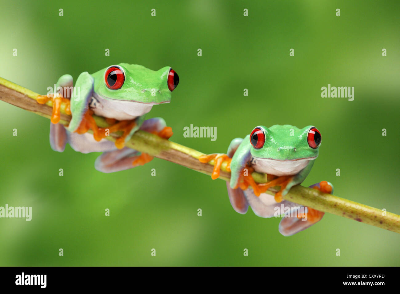 Red-eyed treefrogs (Agalychnis callidryas) sitting on a branch Stock Photo