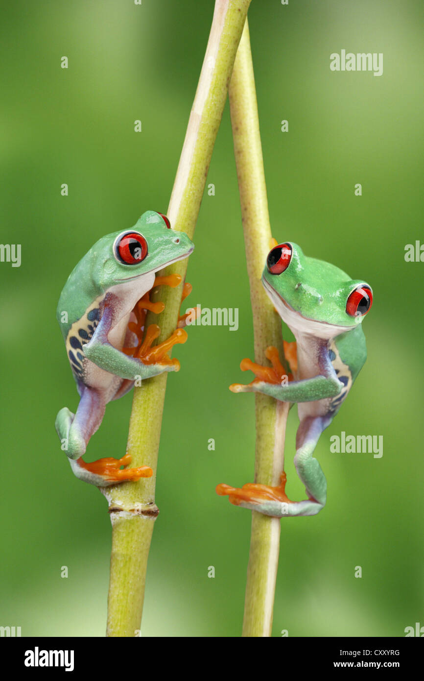 Red-eyed Tree Frogs (Agalychnis callidryas) climbing branches Stock Photo