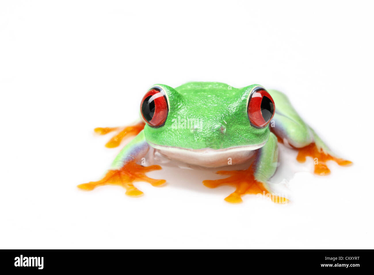 Red-eyed Tree Frog (Agalychnis callidryas) Stock Photo