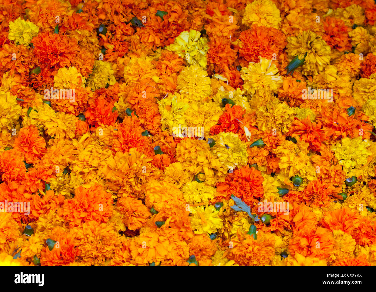 Cut Fowers At Flower Market, Pondicherry, India Stock Photo Alamy