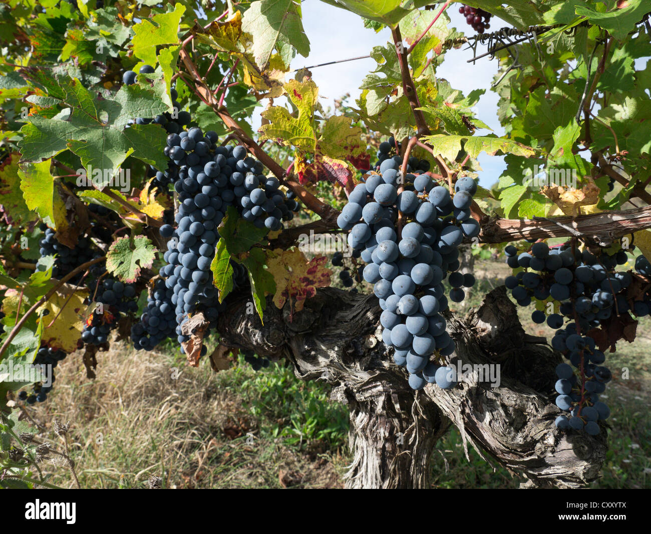 Grapes ready for picking on the vines in a Languedoc vineyard Stock Photo Alamy