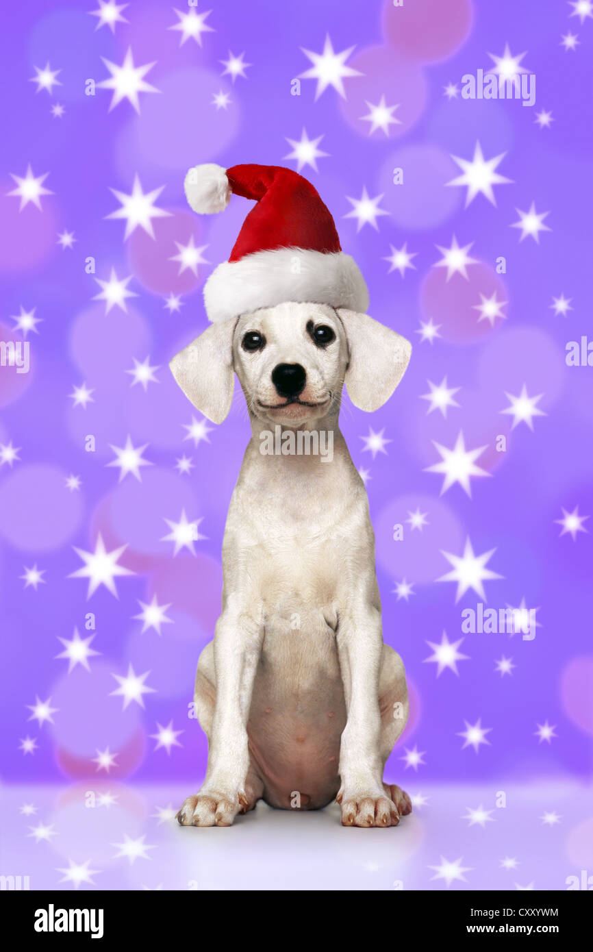Puppy wearing a Santa Hat Stock Photo - Alamy