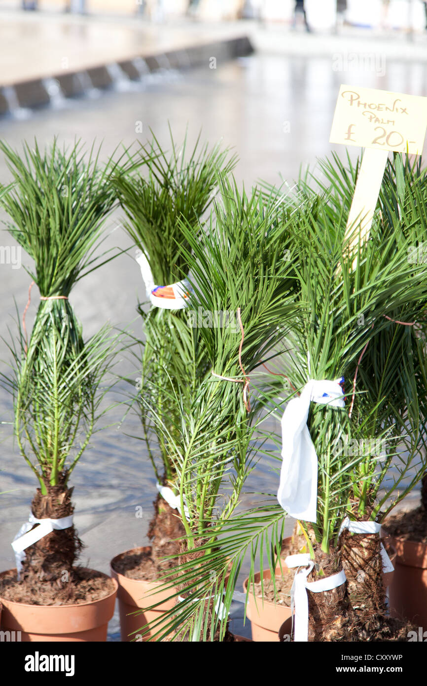 A sale of plants on the street side showing plant labels Stock Photo