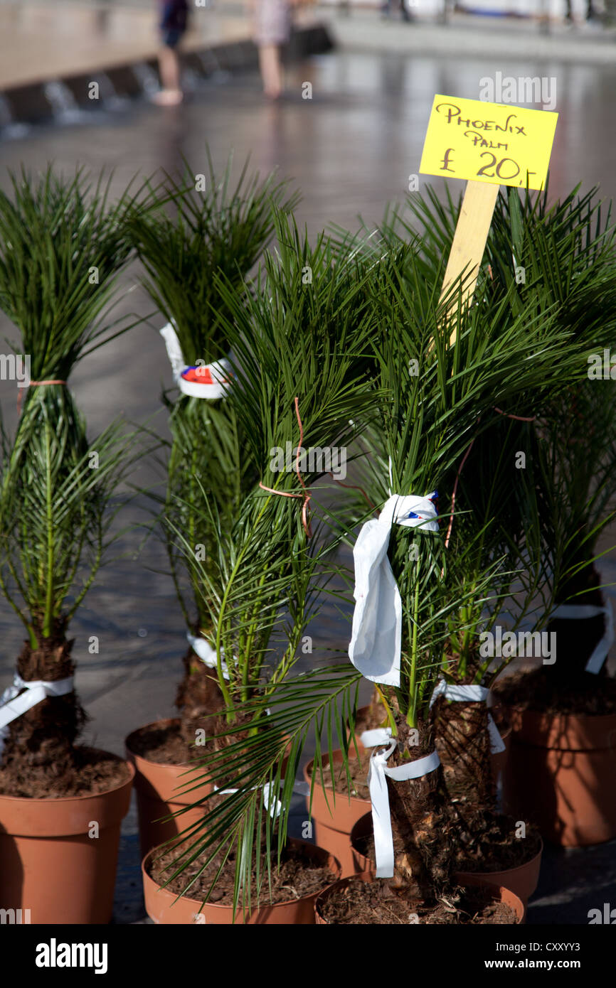 A sale of plants on the street side showing plant labels Stock Photo