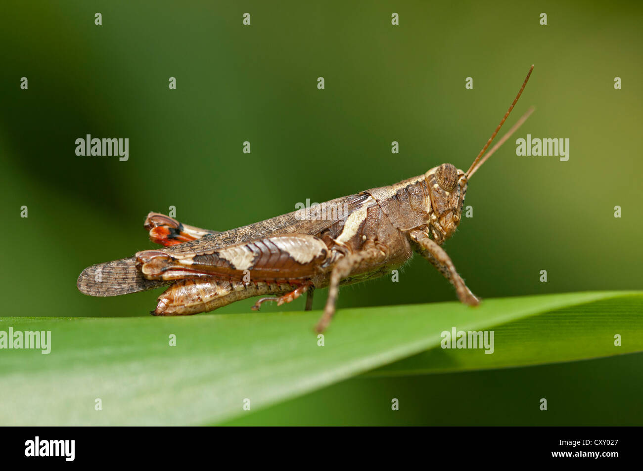 Short horned Grasshopper Xenocatantops Humilis Thailand Asia Stock 