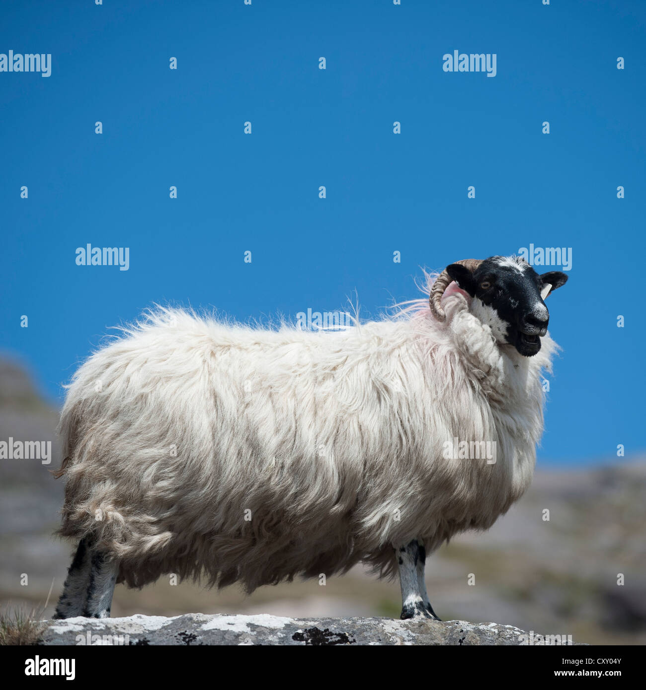 Sheep Side View Drawing