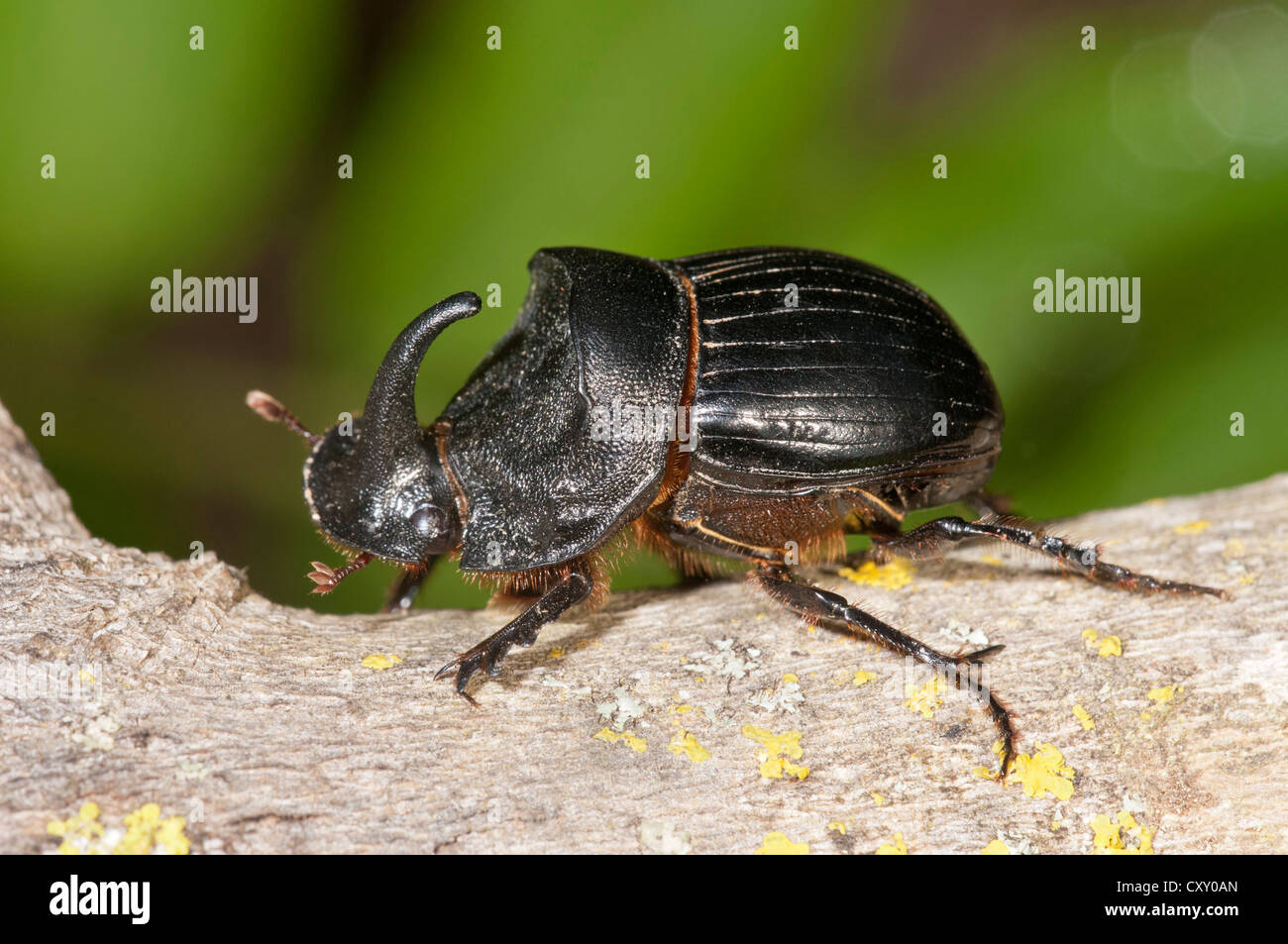 European Rhinoceros Beetle Oryctes Nasicornis Male Lake Kerkini European Rhinoceros Beetle Oryctes Nasicornis Male Lake Kerkini