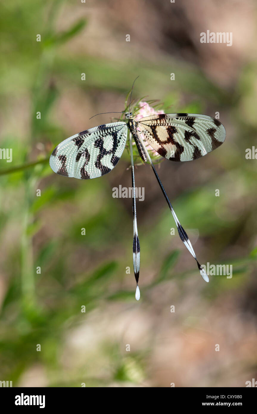 Spoonwing (Nemoptera sinuata), Lake Kerkini region, Greece, Europe Stock Photo