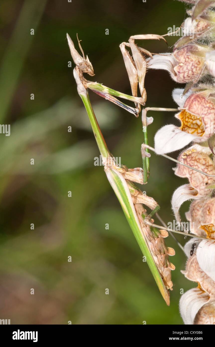 Conehead Mantis (Empusa pennata), female, Lake Kerkini region, Greece