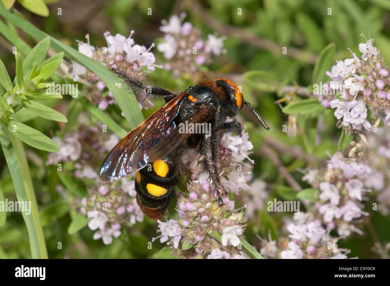 Mammoth wasp (Megascolia maculata flavifrons) searching for nectar on a thyme bush, near Lake Kerkini, Greece, Europe Stock Photo