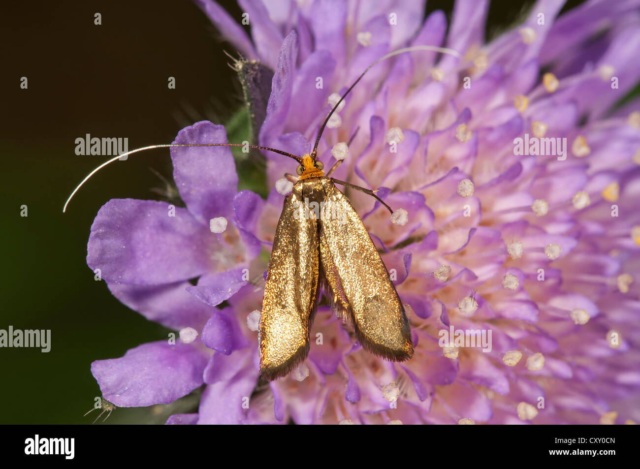 Brassy long-horn (Nemophora metallica), female looking for nectar, Untergroeningen, Baden-Wuerttemberg Stock Photo
