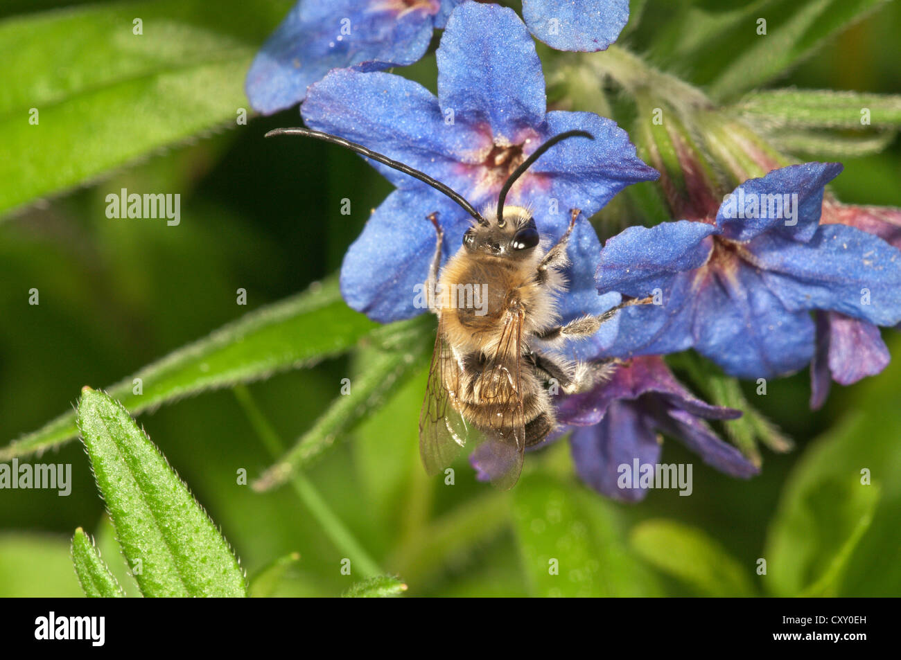 Long-horned bee (Eucera tuberculata), male searching for nectar, Untergroeningen, Baden-Wuerttemberg Stock Photo