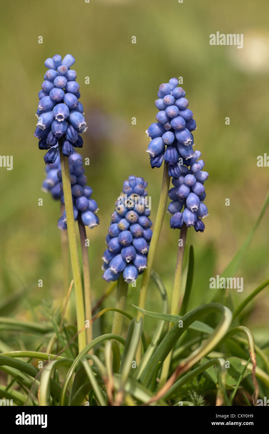 Grape Hyacinth (Muscari sp.), in a garden in Untergroeningen, Baden-Wuerttemberg Stock Photo