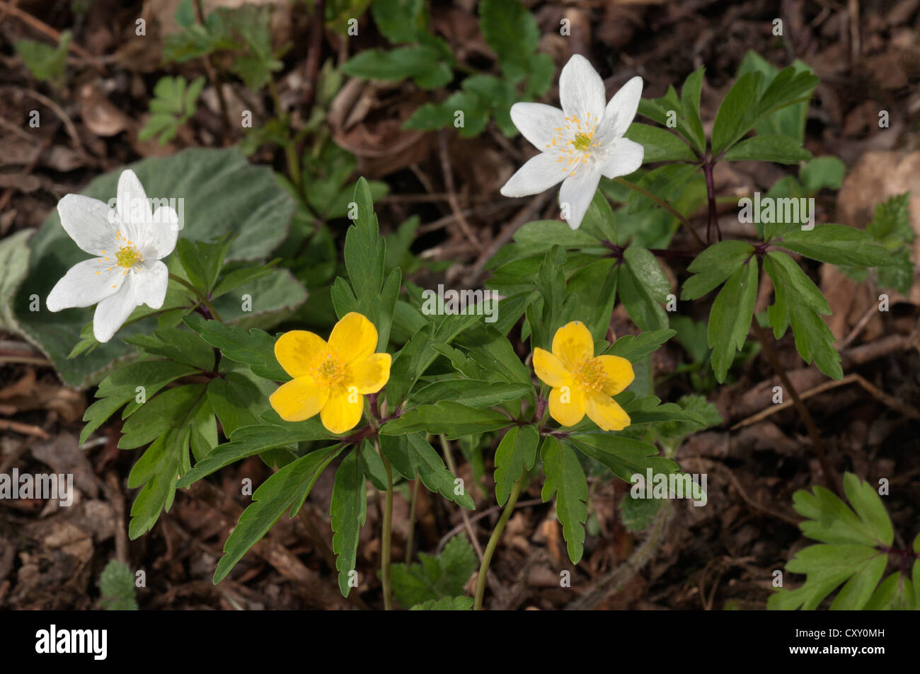 Yellow anemone, yellow wood anemone (Anemone ranunculoides) and Wood