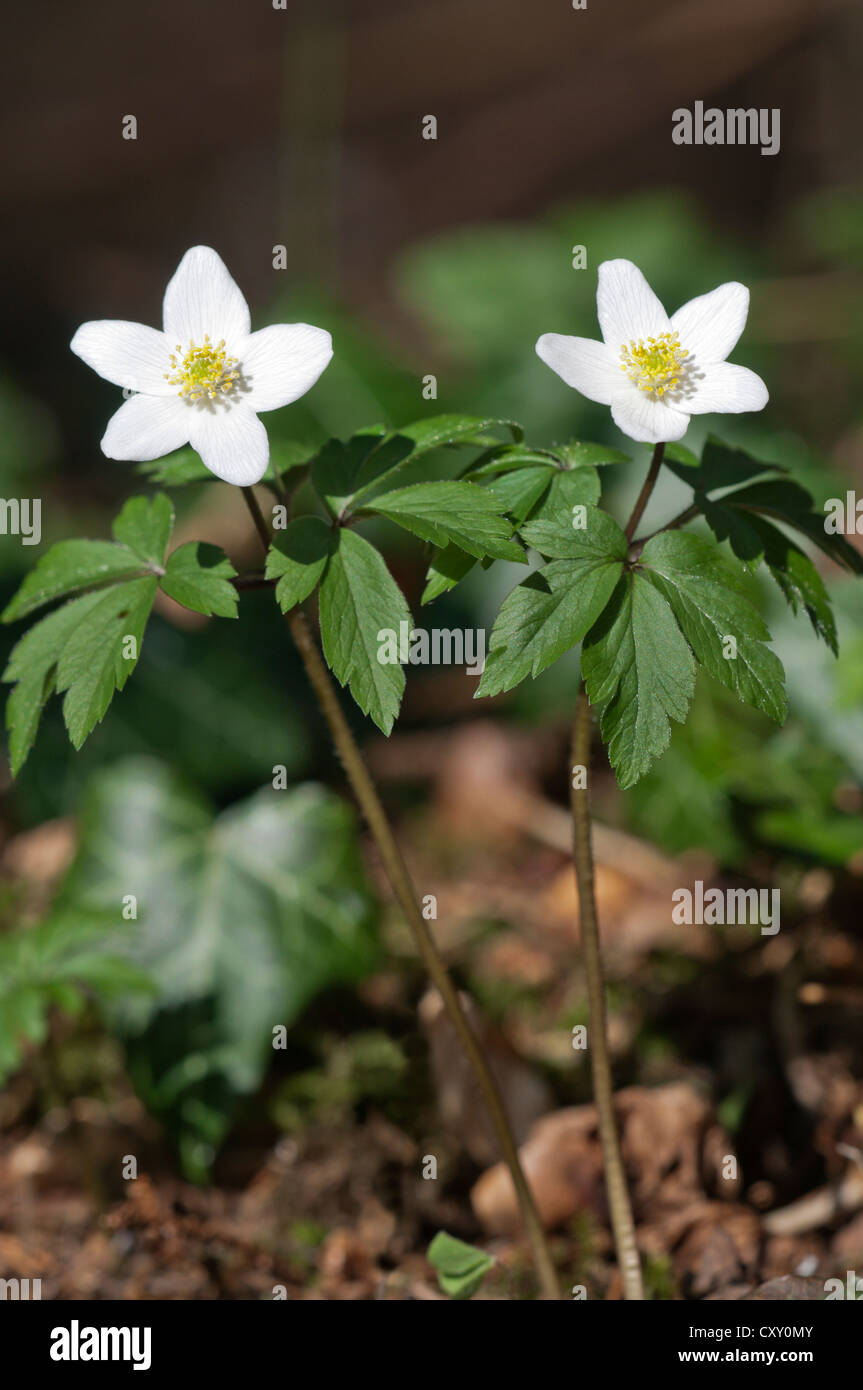 Wood anemone, windflower (Anemone nemorosa), Untergroeningen, Baden
