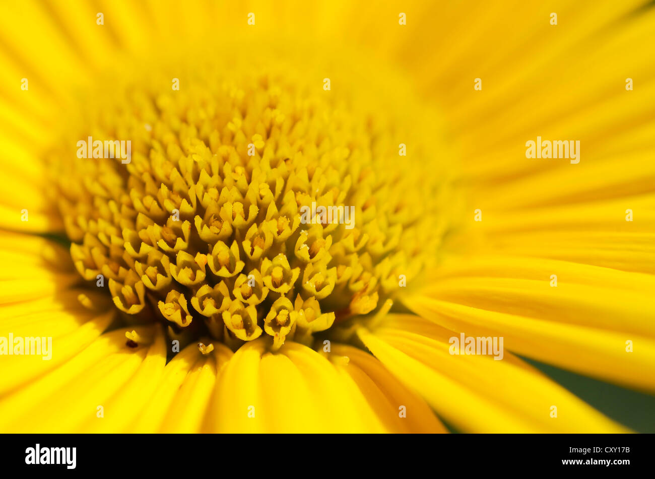 Yellow ox-eye daisy (Buphthalmum salicifolium), detail view Stock Photo