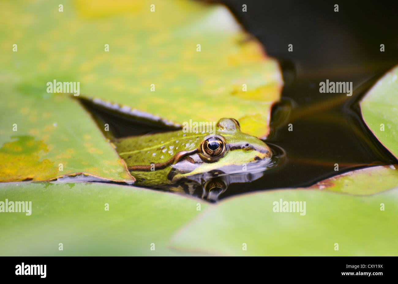 Edible frog (Pelophylax "esculentus"), between lily pads in a pond