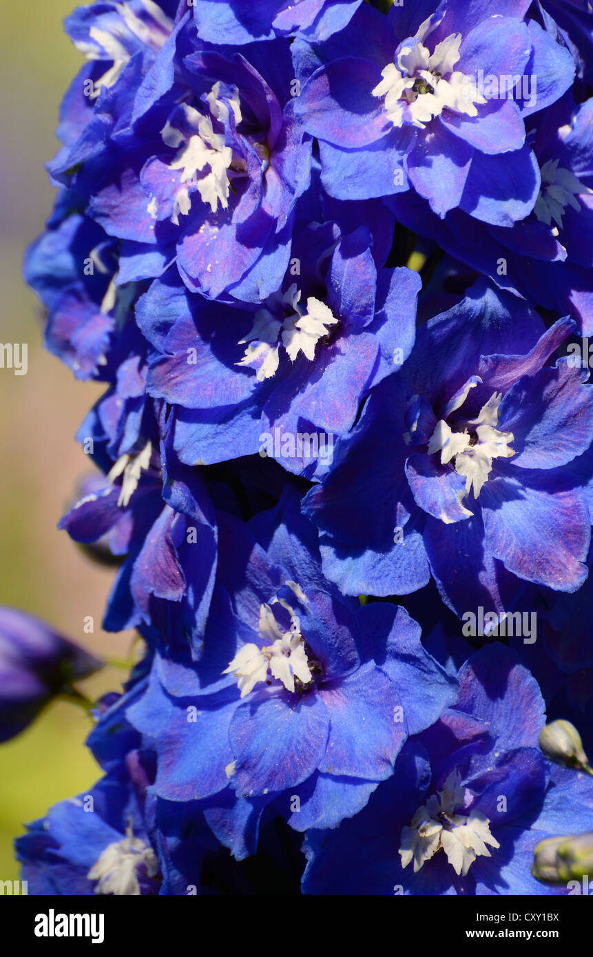 Panicle, blue flowers, Larkspur or Delphinium (Delphinium sp.) Stock Photo