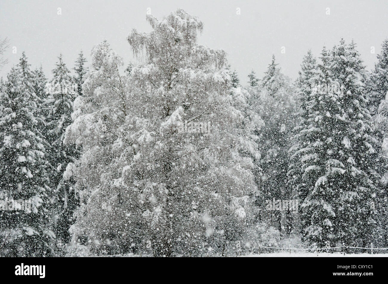 Heavy snowfall in a spruce mixed forest, branches of a birch tree bent ...