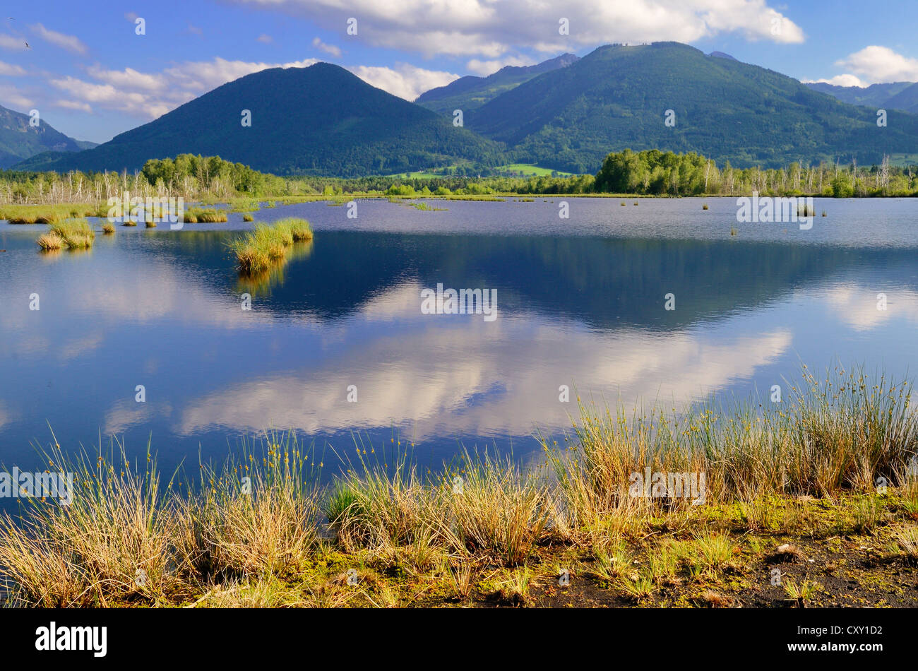 Mountains and clouds being reflected in a pond in a basin bog area, prealpine lands, Nicklheim, Bavaria Stock Photo
